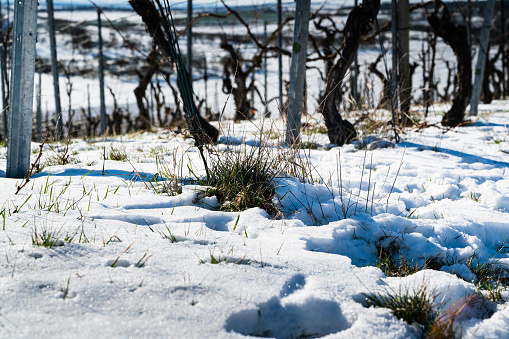 A selective focus shot of a vineyard in winter with grass growing through the snow