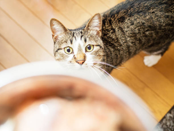 istock Hungry cat is in front of the food 1304514607