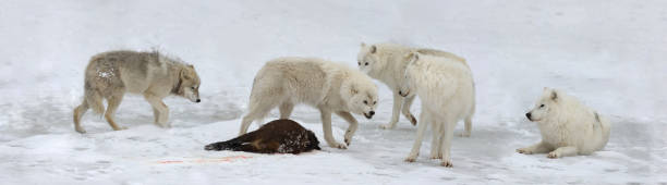 겨울 동안 사냥 북극 늑대의 팩 - canadian timber wolf 뉴스 사진 이미지