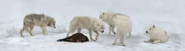 pack of white wolves in nature