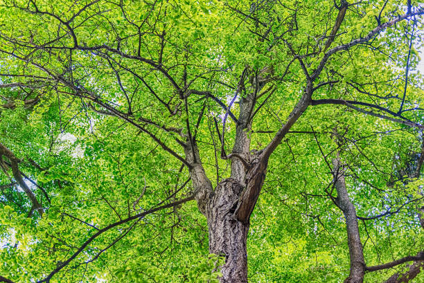 istock Beautiful forest with trees and green foliage 1304516415