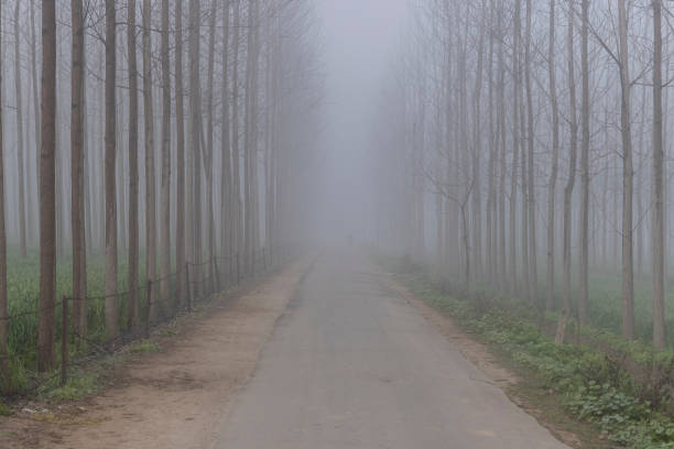 Foggy morning landscape in rural India