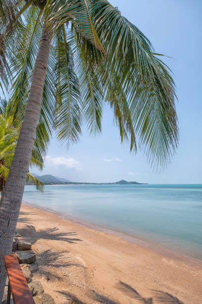 istock White sand beach and palm trees 1304517682
