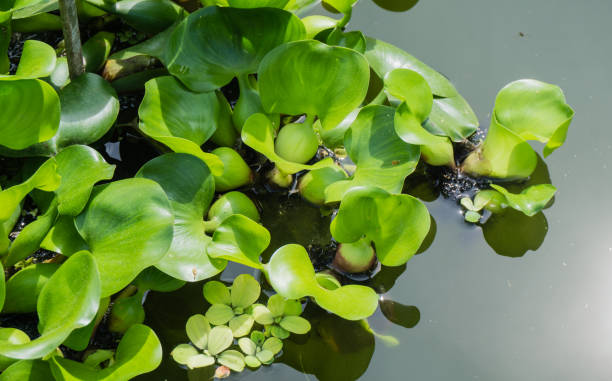 istock Water Hyacinth Leaves in Pond 1304518125