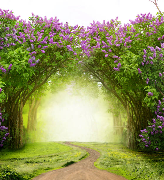 beautiful spring  landscape.lilac trees in blossom magic forest with road. fantasy  background - fairy forest fairy tale mist imagens e fotografias de stock