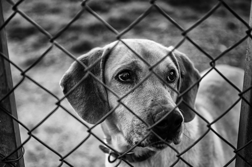 A hound dog across the fence