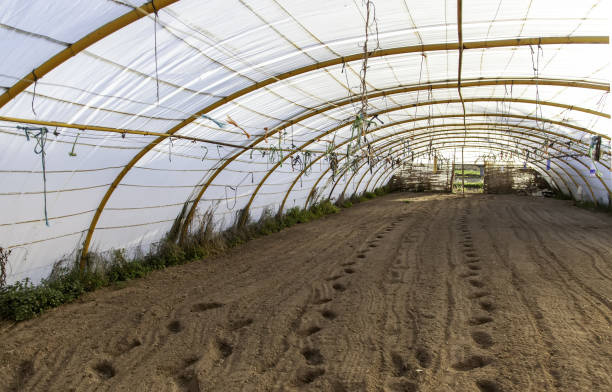 istock Indoor Abandoned Greenhouse 1304520228