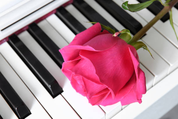istock Raspberry pink rose on musical piano keyboard. Moscow, Russia 1304520435