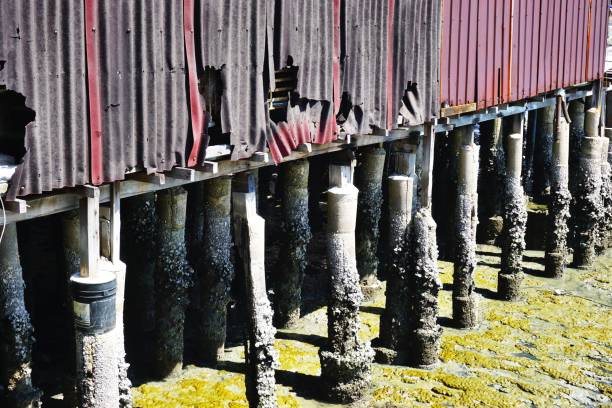 Barnacle Post 50+ Barnacle Wooden Post Commercial Dock Pier Stock Photos, Pictures ...