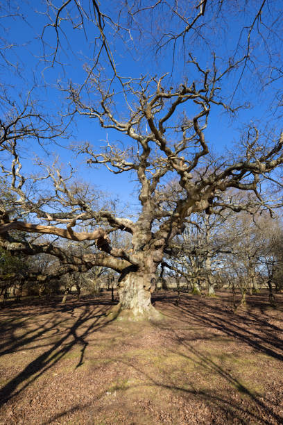 istock New Forest National Park - Ancient Oak Series - Maiden Oak 1304521152