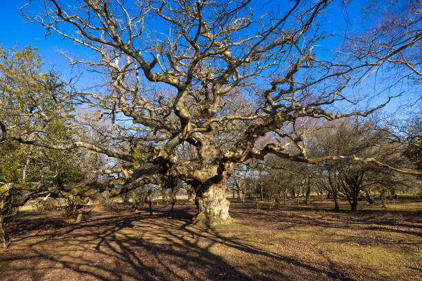 New Forest National Park - Ancient Oak Series - Maiden Oak