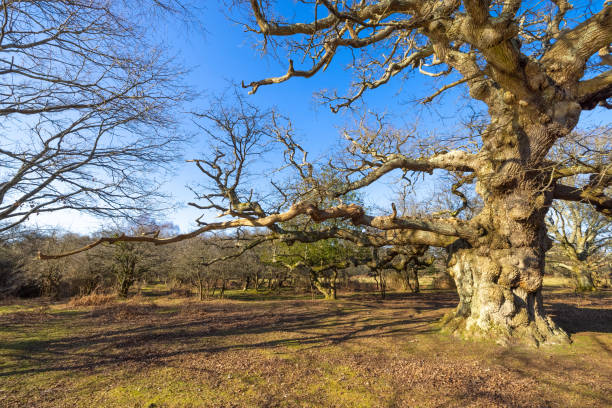 istock New Forest National Park - Ancient Oak Series - Maiden Oak 1304521174