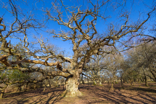 istock New Forest National Park - Ancient Oak Series - Maiden Oak 1304521176