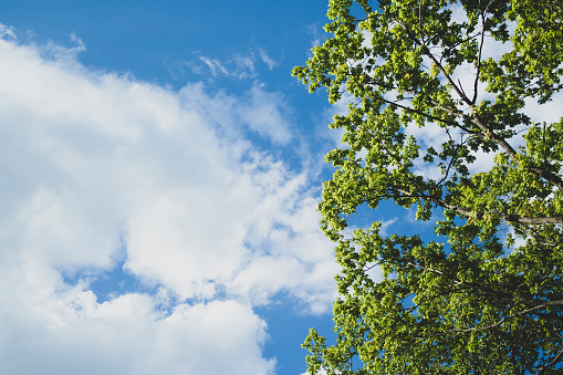 Hornbeam (Carpinus betulus)