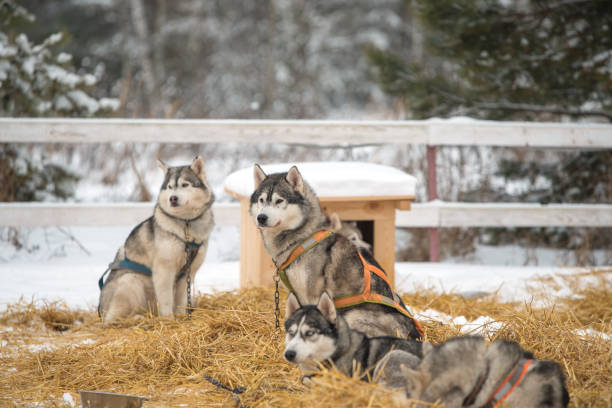 istock Siberian Husky dogs portrait 1304522269