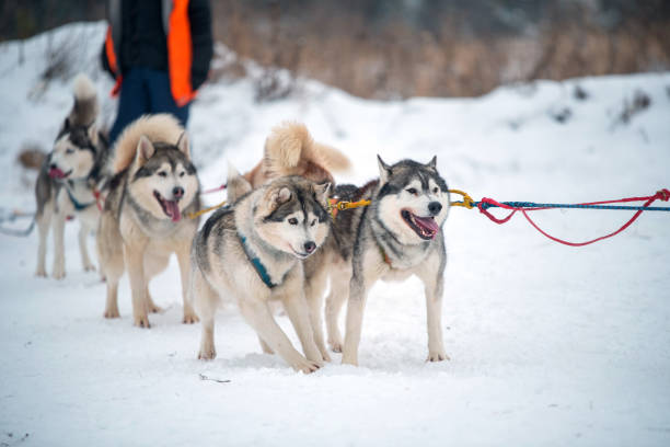 istock Siberian Husky dogs portrait 1304522275