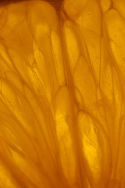 istock Close-up of orange slice 1304522408