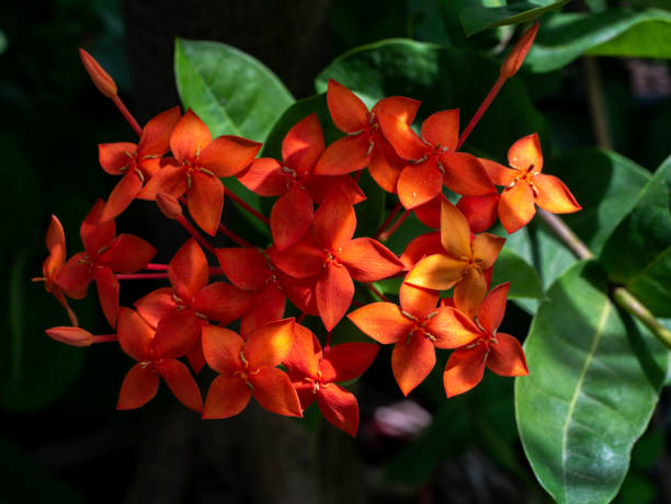 istock Bunch of Orange Ixora Flowers Blooming 1304522476
