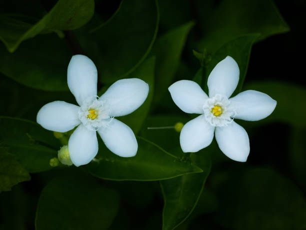istock Twins Gardenia Flowers Blooming 1304522802