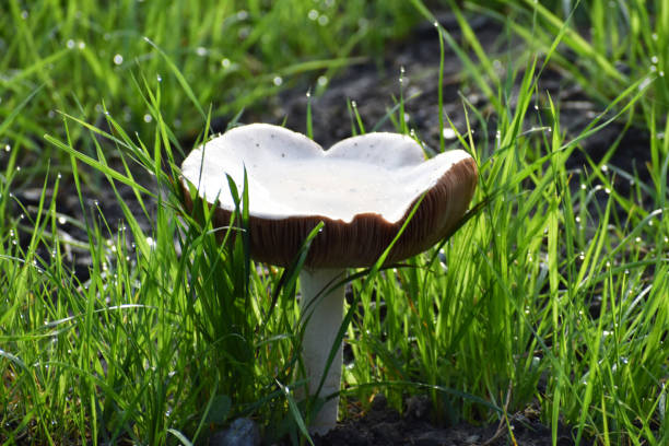 북부 캘리포니아 의 한적한 습지에서 성장하는 거대한 유독 한 죽음 모자 버섯 - 알광대버섯 뉴스 사진 이미지