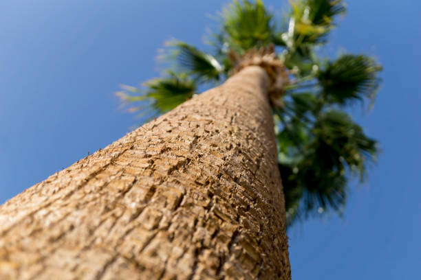 istock Big coconut palm tree against blue sky 1304524213