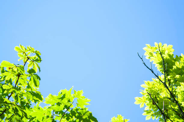 chestnut leaves on blue sky background. Castanea. Low angle view of chestnut and ash trees against overcast sky. Fresh green leaves in forest