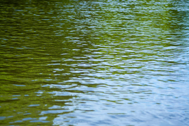 istock ripple green water texture with reflections of the trees. River surface background texture pattern 1304525024
