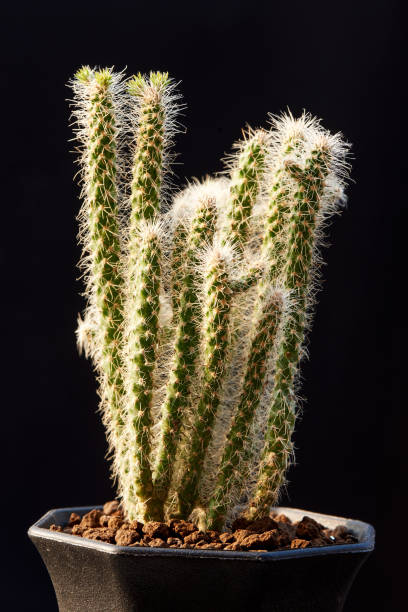 istock Snow leopard cactus in flower pot 1304525375