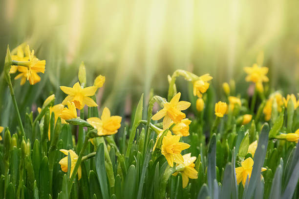 gelbe narzissenblume durch sonnenlicht im frühlingsgarten beleuchtet. ostern, frühlingshintergrund - daffodil stock-fotos und bilder