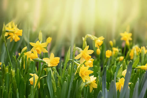 fleur jaune de jonquille allumée par la lumière du soleil dans le jardin de source. pâques, fond de printemps - daffodil photos et images de collection