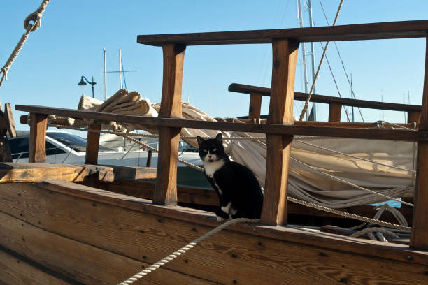 Tuxedo cat sitting on wooden sailboat in sea harbor