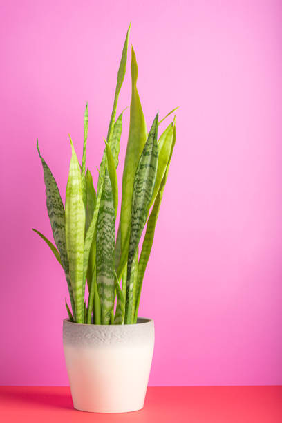 Dracaena trifasciata, mother-in-law's tongue, Saint George's sword, snake plant Dracaena trifasciata, mother-in-law's tongue, Saint George's sword, snake plant shot on a pink background with copy space sanseveria trifasciata stock pictures, royalty-free photos & images