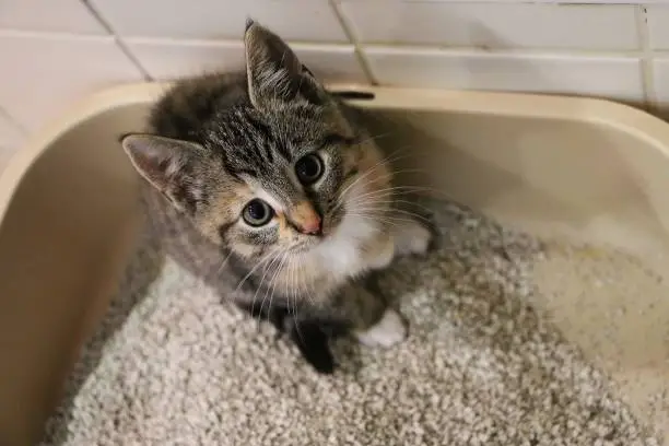 a beautiful small tricolored kitten is sitting in the litter box