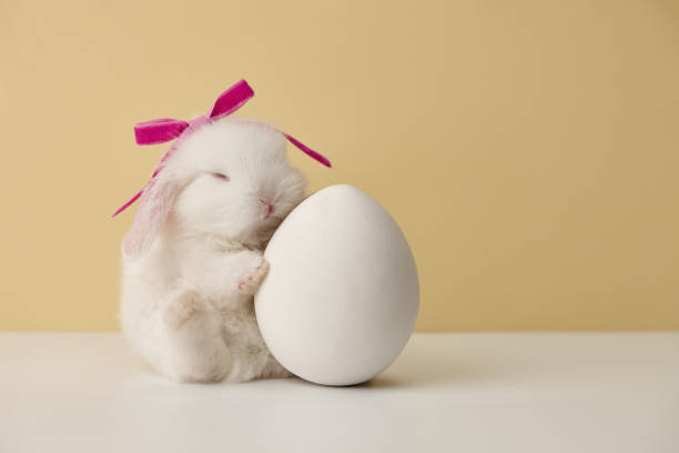 conejo bebé durmiendo en huevo de pascua grande - bunny girl fotografías e imágenes de stock