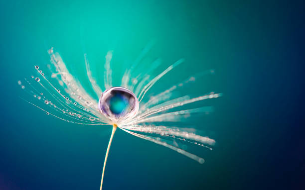 istock Beautiful water drop on a dandelion flower seed macro in nature. 1304529302