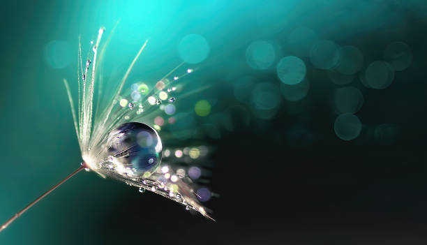 красивая блестящая капля воды росы на одуванчик семян в природе макро. - dandelion nature water drop стоковые фото и изображения