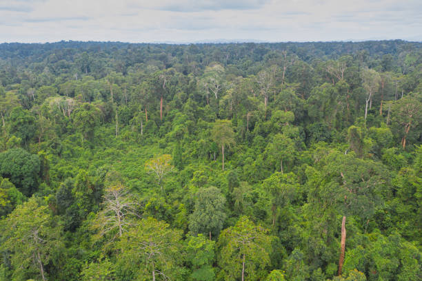 istock An Aerial view of Borneo tropical forest 1304529391