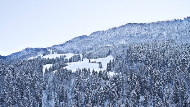 istock snowy winter scenery with white forest 1304529413