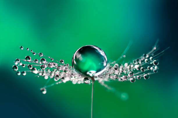 hermosas gotas de agua en una macro de semillas de diente de león en la naturaleza. - dandelion water flower abstract fotografías e imágenes de stock