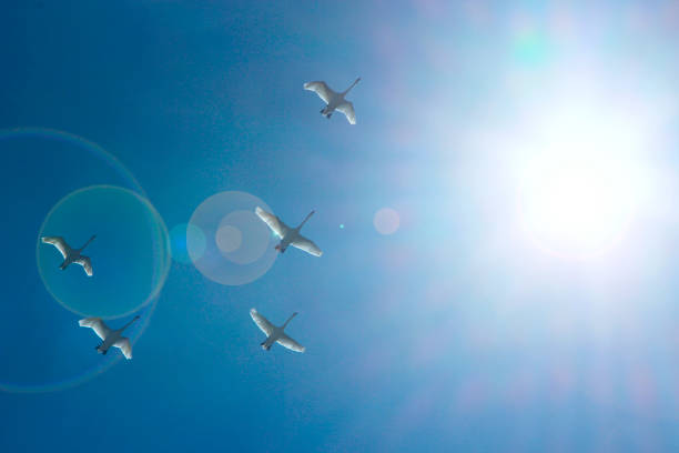 Flock of swans flying through blue sky. Swan flock flying in blue sky and sunbeams. Migratory birds fly in clear sky. Five swans flying to Motherland. Beautiful birds in heaven