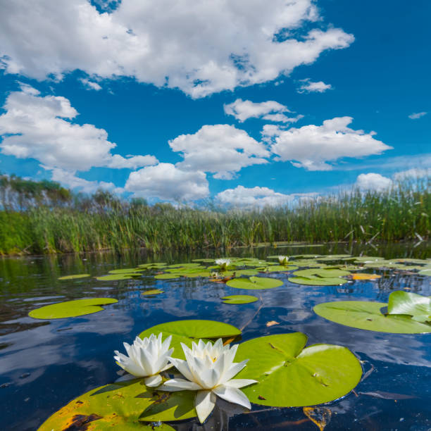 letnia rzeka z liliami - lily pond zdjęcia i obrazy z banku zdjęć