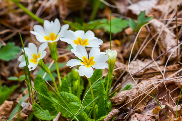 istock heap of beautiful spring flowers 1304530801