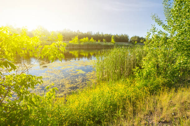 istock beautiful summer lake landscape 1304530865