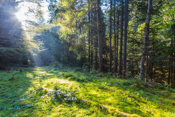 istock beautiful summer forest in a rays of sun 1304530953