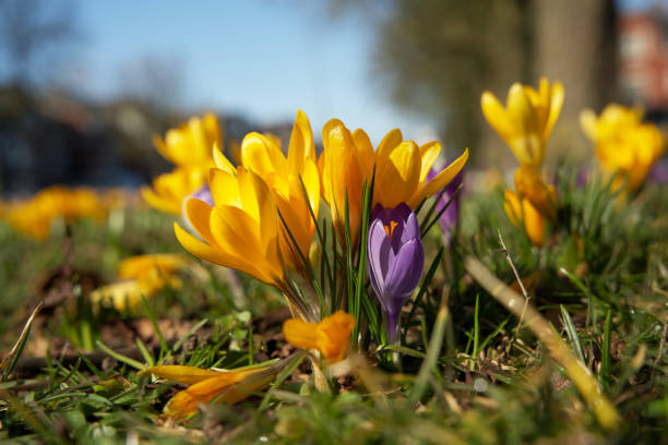 istock close up of flowering crosuses in spring 1304531370