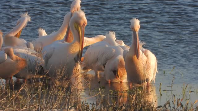 White Pelican Heron Birds