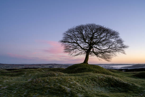 istock Sunrise and a lone tree on Grindon Moor, Staffordshire, White Peak, Peak District. 1304533170