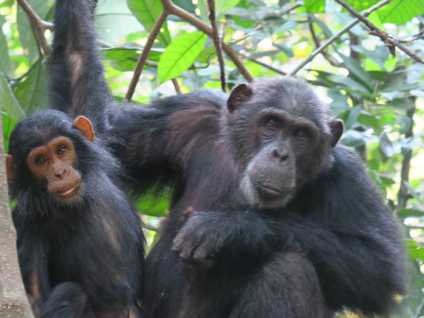istock Two wild chimpanzees sitting in a tree in a forest 1304533288
