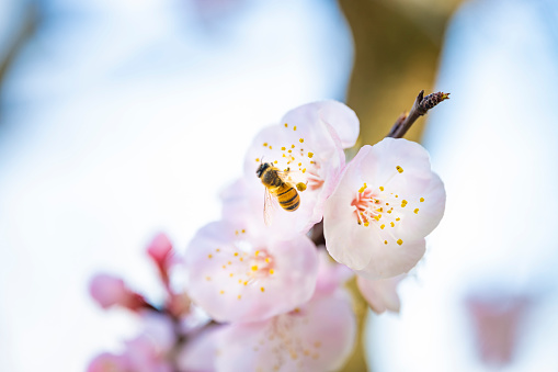 (Selective focus) Close-up view of of a bee collecting nectar from some pistils of cherry blossoms during the flowering season. Natural background with copy space, Kyoto, Japan