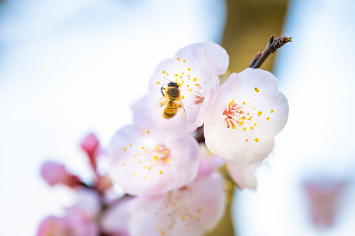 (Selective focus) Close-up view of of a bee collecting nectar from some pistils of cherry blossoms during the flowering season. Natural background with copy space, Kyoto, Japan
